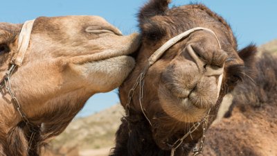 10 любопитни факта за камилите 