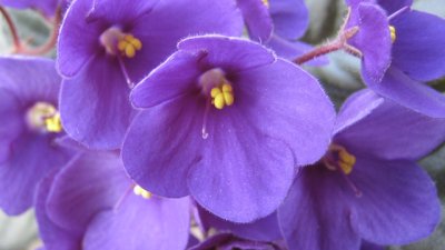 Каква саксия да изберем за стайните теменужки?