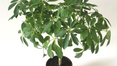 Шефлера – стройно стайно декоративно дръвче