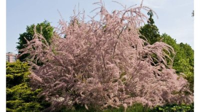 Тамарикс – красота, извадена сякаш от морското дъно