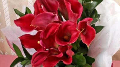 Тропически растения, които може да отглеждате у дома