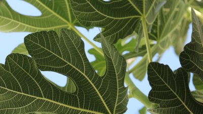 За какво помага чаят от смокинови листа?