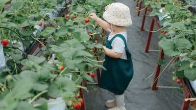 Как да предпазим децата си от насекоми и комари?