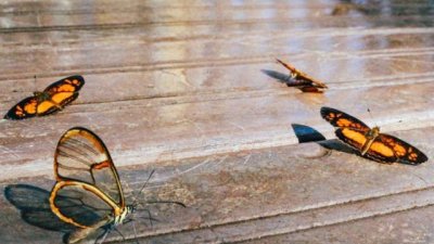 Мисъл на деня за... стените, които преодоляваме