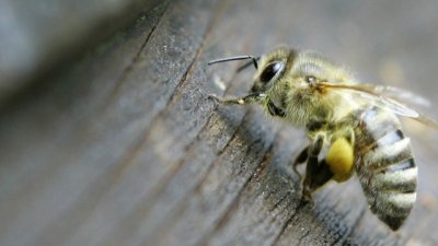 Ще останем ли без мед?