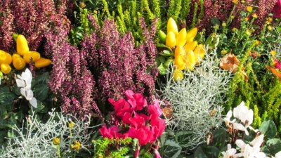 Кои цветя са ядливи?