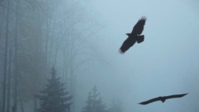 Убийство в риалити шоу