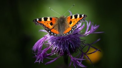 Мисъл на деня за... търпението
