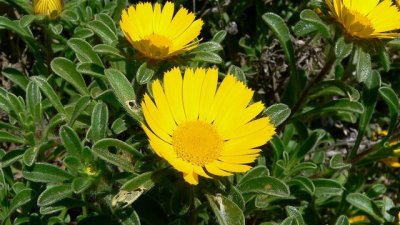 Астерискусът – „златната паричка“