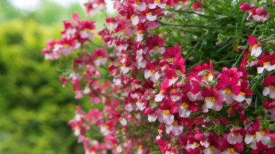 Немезия – най-цветното балконско цвете 