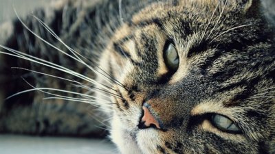 Здравословни ползи от съжителството с котка