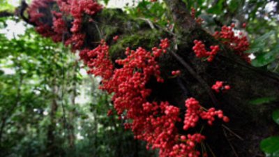 Плодовете и зеленчуците могат да ни предпазят от рак