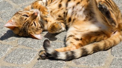 Как да преборим мързела си