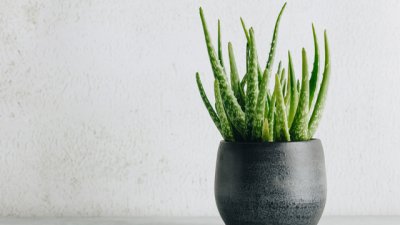 Растения, които пречистват въздуха у дома