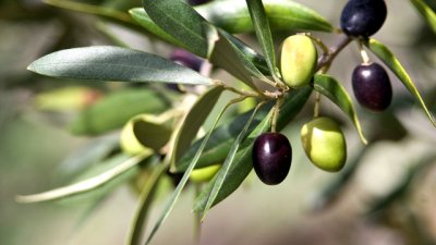 За какво помагат маслиновите листа?