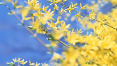 Форзицията – слънчевата усмивка на пролетта