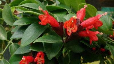 Есхинантус – тропическа красота в ярки цветове 