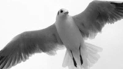 Птиците се чудят, защо не можем да летим