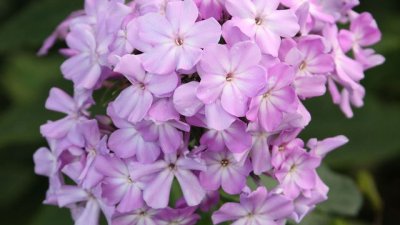 Флокс – красивото цвете с извънземното име