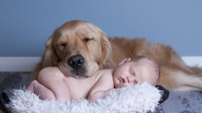 Как да представим бебето на домашния любимец без стрес?