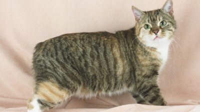 И безопашатата котка манкс идва за изложба