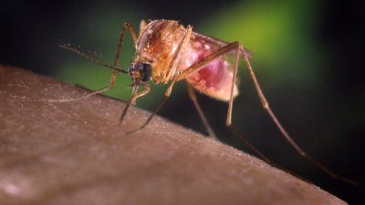 Растения, които гонят комарите