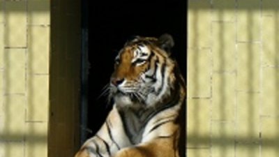 Тигрица от Софийския зоопарк намери своя тигър