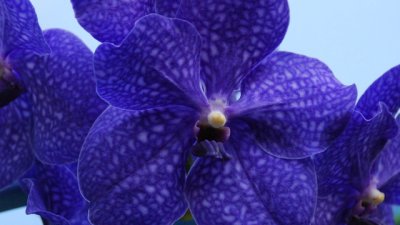 Ванда – още една нежна орхидея