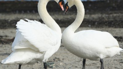 Аз искам само теб