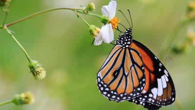 Изберете животно и разкрийте неподозирана част от характера си