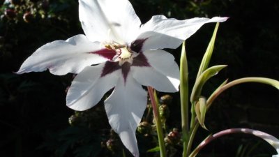 Ацидантера – грациозна звездна гладиола