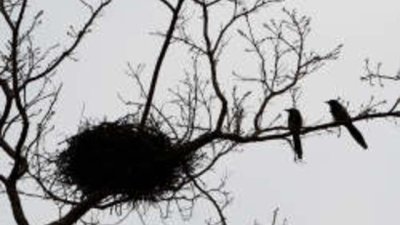 Голямо нещастие те чака, ако развалиш лястовиче гнездо