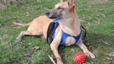 100 лева глоба, ако не почистим след кучето