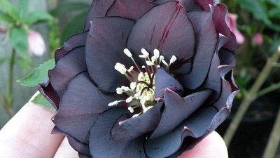 Градински кукуряк – европейският чаровник с отровен дъх