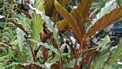 Цветя в коридора – как оцеляват без светлина