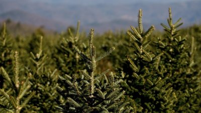 Изкуствената коледна елха съвсем не е екологичен избор