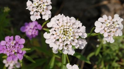 Иберис – испански мирис на свежест