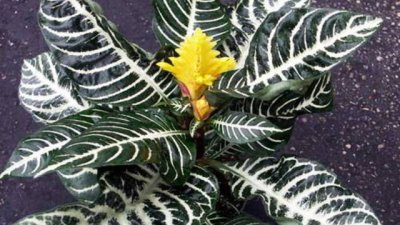 Афеландра – зебрата на Латинска Америка