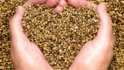 Конопено семе – храна за здраве!