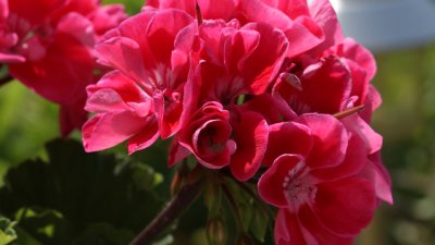 Пеларгониум или мушкато - как се гледа?