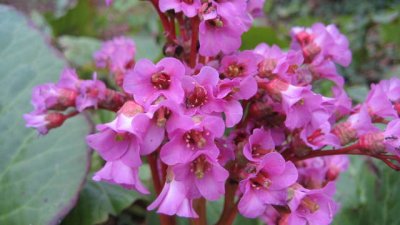 Бергения – без капризи и претенции