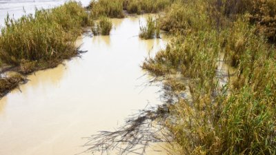 Притча за мътната вода