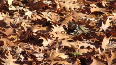 Софийските общини раздават безплатно градински компостери