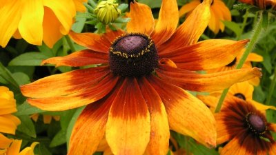 Рудбекия – слънчева и кичеста украса