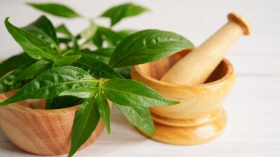 Ползи за здравето от билката андрографис 