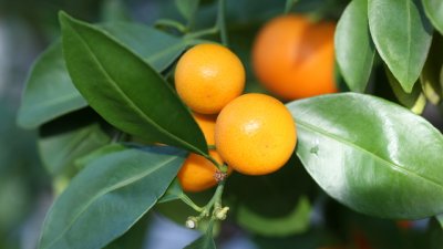 Цитрофортунела – мандарина и кумкуат в едно