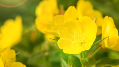 Енотера – как се отглежда? 