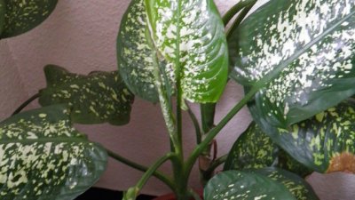 Дифенбахията – красива, но опасна