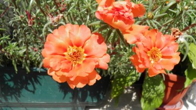 Калдъръмчето – цветното килимче за отмора