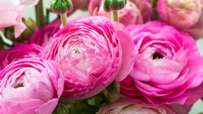 Ранункулус – бухнало азиатско лютиче 